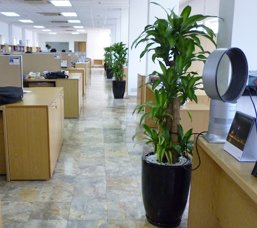 Những loại cây cảnh phù hợp dành cho văn phòng - Bất Động Sản